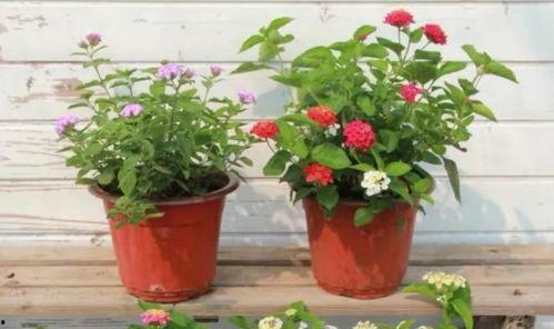 镖人最新情报爆料视频大全,视频大全深度解析 第3张 镖人最新情报爆料视频大全,视频大全深度解析 第3张