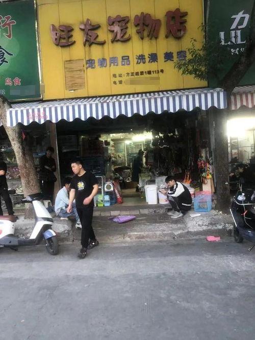 贵港宠物店爆料事件最新,揭露行业黑幕,宠物权益引关注 第3张 贵港宠物店爆料事件最新,揭露行业黑幕,宠物权益引关注 第3张